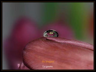De druppel La goutte  