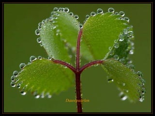 Dauwpaarlen 