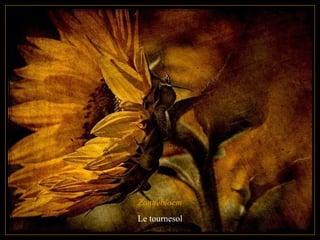 Zonnebloem Le tournesol  