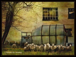 Oproer van de schapen L’émeute des moutons 