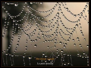 Het kleine wonder  Le petit miracle  