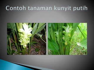Kunyit putih(annisa putri m)