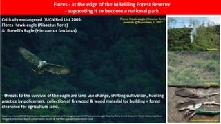 Flores - at the edge of the MBeliling Forest Reserve
- supporting it to become a national park
Critically endangered (IUCN Red List 2005:
Flores Hawk-eagle (Nisaetus floris)
& Bonelli’s Eagle (Hieraaetus fasciatus)
- threats to the survival of the eagle are land use change, shifting cultivation, hunting
practice by policemen, collection of firewood & wood material for building + forest
clearance for agriculture land.
Suparman, Usep (2012) Distribution, Population, Habitat, and Ecological Aspect of Flores Hawk-eagle Nisaetus floris In and Around in Flores Island, East Nusa
Tenggara, Indonesia. Raptor Conservation Society & The MBZ Species Conservation Fund
 