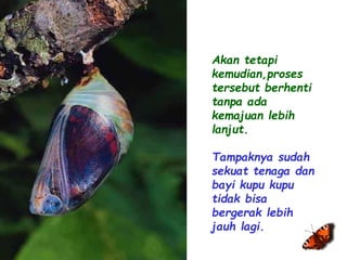 Akan tetapi 
kemudian,proses 
tersebut berhenti 
tanpa ada 
kemajuan lebih 
lanjut. 
Tampaknya sudah 
sekuat tenaga dan 
bayi kupu kupu 
tidak bisa 
bergerak lebih 
jauh lagi. 
 