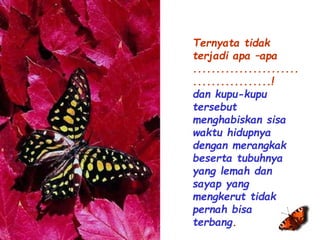 Ternyata tidak 
terjadi apa –apa 
....................... 
.................! 
dan kupu-kupu 
tersebut 
menghabiskan sisa 
waktu hidupnya 
dengan merangkak 
beserta tubuhnya 
yang lemah dan 
sayap yang 
mengkerut tidak 
pernah bisa 
terbang. 
 