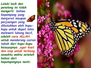 Lelaki baik dan 
penolong ini tidak 
mengerti bahwa 
kepompong yang 
menjerat maupun 
perjuangan yang 
dibutuhkan oleh kupu-kupu 
untuk dapat lolos 
melewati lubang kecil, 
adalah cara ALLAH 
untuk mendorong cairan 
tubuh dari kupu-kupu 
kesayapnya ,agar kuat 
dan siap untuk terbang 
sewaktu waktu setelah 
bebas dari 
kepompongnya nanti. 
 