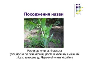 Походження назви
Рослина: купина лікарська
(поширена по всій Україні, росте в хвойних і мішаних
лісах, занесена до Червоної книги України)
 
