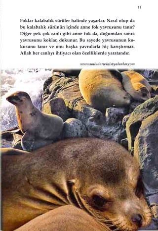 11
Foklar kalabal›k sürüler halinde yaﬂarlar. Nas›l olup da
bu kalabal›k sürünün içinde anne fok yavrusunu tan›r?
Di¤er pek çok canl› gibi anne fok da, do¤umdan sonra
yavrusunu koklar, dokunur. Bu sayede yavrusunun ko-
kusunu tan›r ve onu baﬂka yavrularla hiç kar›ﬂt›rmaz.
Allah her canl›y› ihtiyac› olan özelliklerde yaratand›r.
www.unludarwinistyalanlar.com
 