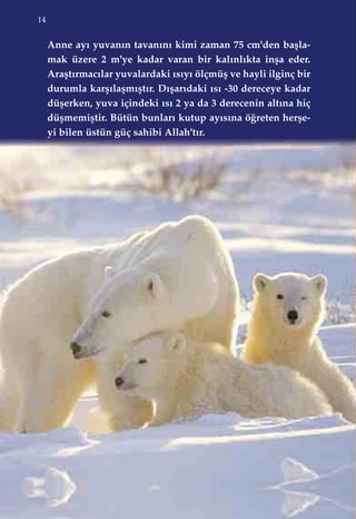 14
Anne ay› yuvan›n tavan›n› kimi zaman 75 cm'den baﬂla-
mak üzere 2 m'ye kadar varan bir kal›nl›kta inﬂa eder.
Araﬂt›rmac›lar yuvalardaki ›s›y› ölçmüﬂ ve hayli ilginç bir
durumla karﬂ›laﬂm›ﬂt›r. D›ﬂar›daki ›s› -30 dereceye kadar
düﬂerken, yuva içindeki ›s› 2 ya da 3 derecenin alt›na hiç
düﬂmemiﬂtir. Bütün bunlar› kutup ay›s›na ö¤reten herﬂe-
yi bilen üstün güç sahibi Allah't›r.
 