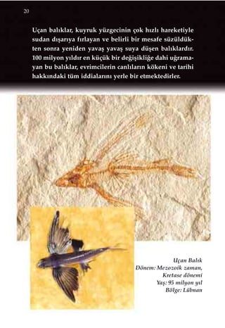 Uçan bal›klar, kuyruk yüzgecinin çok h›zl› hareketiyle
sudan d›ﬂar›ya f›rlayan ve belirli bir mesafe süzüldük-
ten sonra yeniden yavaﬂ yavaﬂ suya düﬂen bal›klard›r.
100 milyon y›ld›r en küçük bir de¤iﬂikli¤e dahi u¤rama-
yan bu bal›klar, evrimcilerin canl›lar›n kökeni ve tarihi
hakk›ndaki tüm iddialar›n› yerle bir etmektedirler.
20
Uçan Bal›k
Dönem: Mezozoik zaman,
Kretase dönemi
Yaﬂ: 95 milyon y›l
Bölge: Lübnan
 