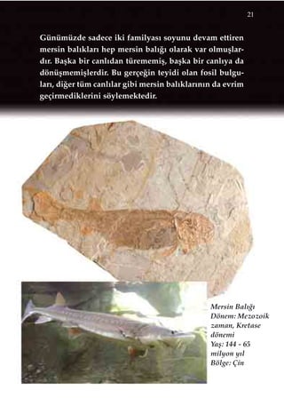 Günümüzde sadece iki familyas› soyunu devam ettiren
mersin bal›klar› hep mersin bal›¤› olarak var olmuﬂlar-
d›r. Baﬂka bir canl›dan türememiﬂ, baﬂka bir canl›ya da
dönüﬂmemiﬂlerdir. Bu gerçe¤in teyidi olan fosil bulgu-
lar›, di¤er tüm canl›lar gibi mersin bal›klar›n›n da evrim
geçirmediklerini söylemektedir.
21
Mersin Bal›¤›
Dönem: Mezozoik
zaman, Kretase
dönemi
Yaﬂ: 144 - 65
milyon y›l
Bölge: Çin
 