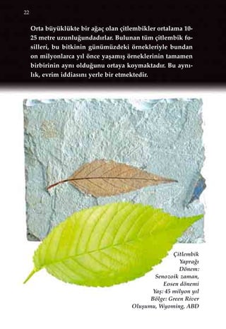 22
Orta büyüklükte bir a¤aç olan çitlembikler ortalama 10-
25 metre uzunlu¤undad›rlar. Bulunan tüm çitlembik fo-
silleri, bu bitkinin günümüzdeki örnekleriyle bundan
on milyonlarca y›l önce yaﬂam›ﬂ örneklerinin tamamen
birbirinin ayn› oldu¤unu ortaya koymaktad›r. Bu ayn›-
l›k, evrim iddias›n› yerle bir etmektedir.
Çitlembik
Yapra¤›
Dönem:
Senozoik zaman,
Eosen dönemi
Yaﬂ: 45 milyon y›l
Bölge: Green River
Oluﬂumu, Wyoming, ABD
 
