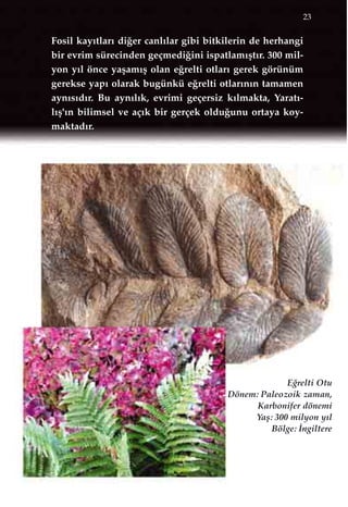 23
E¤relti Otu
Dönem: Paleozoik zaman,
Karbonifer dönemi
Yaﬂ: 300 milyon y›l
Bölge: ‹ngiltere
Fosil kay›tlar› di¤er canl›lar gibi bitkilerin de herhangi
bir evrim sürecinden geçmedi¤ini ispatlam›ﬂt›r. 300 mil-
yon y›l önce yaﬂam›ﬂ olan e¤relti otlar› gerek görünüm
gerekse yap› olarak bugünkü e¤relti otlar›n›n tamamen
ayn›s›d›r. Bu ayn›l›k, evrimi geçersiz k›lmakta, Yarat›-
l›ﬂ'›n bilimsel ve aç›k bir gerçek oldu¤unu ortaya koy-
maktad›r.
 