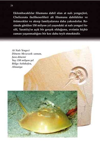 Eklembacakl›lar filumuna dahil olan at nal› yengeçleri,
Chelicerata (kelikeserliler) alt filumuna dahildirler ve
örümcekler ve akrep familyalar›na daha yak›nd›rlar. Re-
simde görülen 150 milyon y›l yaﬂ›ndaki at nal› yengeci fo-
sili, Yarat›l›ﬂ'›n aç›k bir gerçek oldu¤unu, evrimin hiçbir
zaman yaﬂanmad›¤›n› bir kez daha teyit etmektedir.
24
At Nal› Yengeci
Dönem: Mezozoik zaman,
Jura dönemi
Yaﬂ: 150 milyon y›l
Bölge: Solnhofen,
Almanya
 