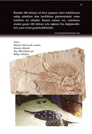 Vatoz
Dönem: Mezozoik zaman,
Kretase dönemi
Yaﬂ: 100 milyon y›l
Bölge: Lübnan
Bundan 100 milyon y›l önce yaﬂayan vatoz bal›klar›n›n
sahip olduklar› tüm özelliklere günümüzdeki vatoz
bal›klar› da sahiptir. Bunun anlam› ise, vatozlar›n
aradan geçen 100 milyon y›la ra¤men hiç de¤iﬂmedik-
leri, yani evrim geçirmedikleridir.
25
www.proteinolusumu.com
 