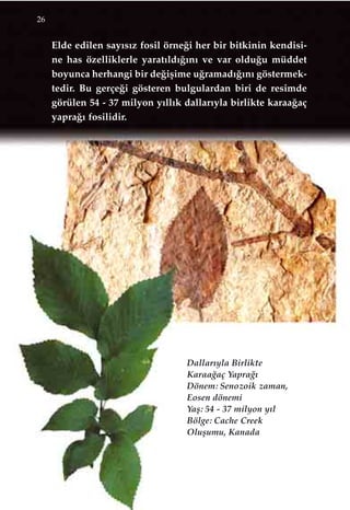 Elde edilen say›s›z fosil örne¤i her bir bitkinin kendisi-
ne has özelliklerle yarat›ld›¤›n› ve var oldu¤u müddet
boyunca herhangi bir de¤iﬂime u¤ramad›¤›n› göstermek-
tedir. Bu gerçe¤i gösteren bulgulardan biri de resimde
görülen 54 - 37 milyon y›ll›k dallar›yla birlikte karaa¤aç
yapra¤› fosilidir.
26
Dallar›yla Birlikte
Karaa¤aç Yapra¤›
Dönem: Senozoik zaman,
Eosen dönemi
Yaﬂ: 54 - 37 milyon y›l
Bölge: Cache Creek
Oluﬂumu, Kanada
 
