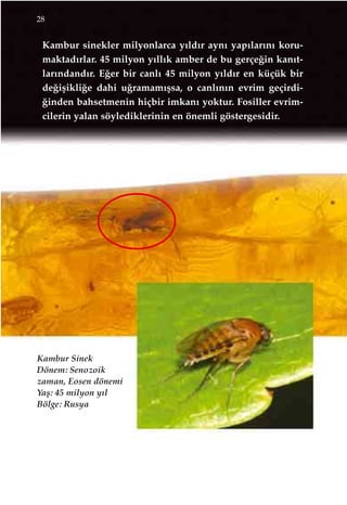 Kambur sinekler milyonlarca y›ld›r ayn› yap›lar›n› koru-
maktad›rlar. 45 milyon y›ll›k amber de bu gerçe¤in kan›t-
lar›ndand›r. E¤er bir canl› 45 milyon y›ld›r en küçük bir
de¤iﬂikli¤e dahi u¤ramam›ﬂsa, o canl›n›n evrim geçirdi-
¤inden bahsetmenin hiçbir imkan› yoktur. Fosiller evrim-
cilerin yalan söylediklerinin en önemli göstergesidir.
28
Kambur Sinek
Dönem: Senozoik
zaman, Eosen dönemi
Yaﬂ: 45 milyon y›l
Bölge: Rusya
 