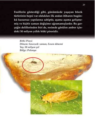 Fosillerin gösterdi¤i gibi, günümüzde yaﬂayan böcek
türlerinin hepsi var olduklar› ilk andan itibaren bugün-
kü kusursuz yap›lar›na sahiptir, aﬂama aﬂama geliﬂme-
miﬂ ve hiçbir zaman de¤iﬂime u¤ramam›ﬂlard›r. Bu ger-
çe¤in delillerinden biri de, resimde görülen amber için-
deki 50 milyon y›ll›k bitki piresidir.
29
Bitki Piresi
Dönem: Senozoik zaman, Eosen dönemi
Yaﬂ: 50 milyon y›l
Bölge: Polonya
 