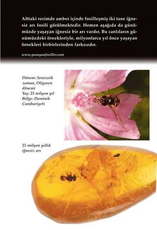 30
25 milyon y›ll›k
i¤nesiz ar›
Dönem: Senozoik
zaman, Oligosen
dönemi
Yaﬂ: 25 milyon y›l
Bölge: Dominik
Cumhuriyeti
Alttaki resimde amber içinde fosilleﬂmiﬂ iki tane i¤ne-
siz ar› fosili görülmektedir. Hemen aﬂa¤›da da günü-
müzde yaﬂayan i¤nesiz bir ar› vard›r. Bu canl›lar›n gü-
nümüzdeki örnekleriyle, milyonlarca y›l önce yaﬂayan
örnekleri birbirlerinden farks›zd›r.
www.yasayanfosiller.com
 