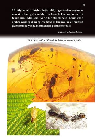 31
25 milyon y›ll›k tatarc›k ve kanatl› kar›nca fosili
25 milyon y›ld›r hiçbir de¤iﬂikli¤e u¤ramadan yaﬂamla-
r›n› sürdüren gal sinekleri ve kanatl› kar›ncalar, evrim
teorisinin iddialar›n› yerle bir etmektedir. Resimlerde
amber içindegal sine¤i ve kanatl› kar›ncalar ve onlar›n
günümüzde yaﬂayan örnekleri görülmektedir.
www.evrimbelgeseli.com
 