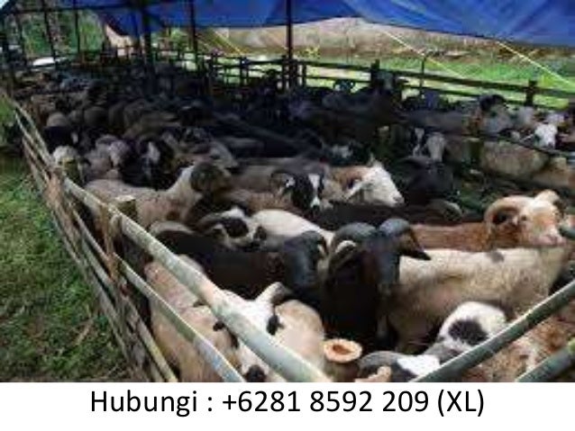 +6281 8592 209 (XL)Distribusi sapi qurban termurah 