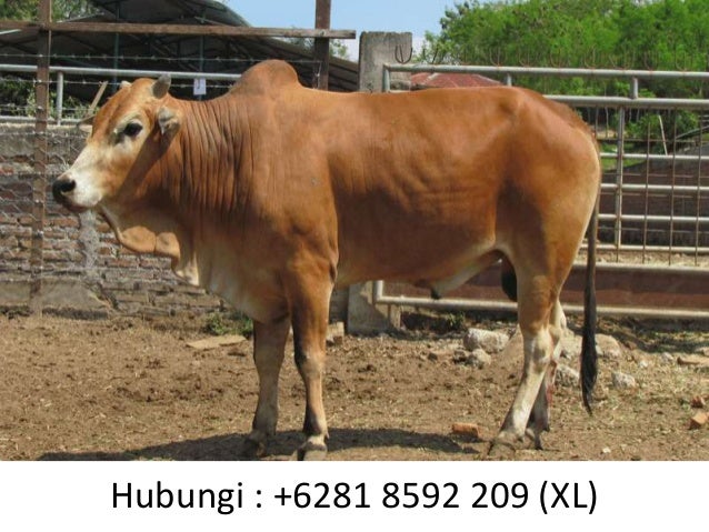 +6281 8592 209 (XL)Distribusi Kambing qurban Murah  