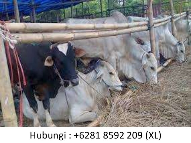 +6281 8592 209 (XL)Distribusi Kambing qurban Sidoarjo  