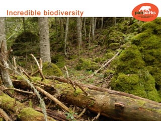 Incredible biodiversity




Retezat NP © Mihai Moiceanu
 