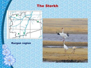 Kurgan region
The Sterkh
 