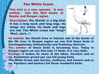 This bird is a rare species. It was
written into the Red books of
Russia and Kurgan region.
• Description: the Sterkh is a big bird.
It has a long neck and long legs. Its
wings are white. Its beak and legs
are red. The White crane can “sing”:
“Kurl…kurl…”.
Its habitat: the Sterkh lives in Yakutia and at the banks of
the Ob river. In Kurgan region we can find these birds in
Zverinogolovsky, Dolmatovsky and Tselinnay districts.
The number of these birds is becoming less. Today in
Kurgan region we can find only 11 birds, it is very little.
Ecology: it makes its nests at the lakes, marshes and so
on. Sometimes grown-ups can kill young birds.
The White Crane eats berries, molluscs, and insects and so
on. Poachers and hunters kill these wonderful birds.
The White Crane
 