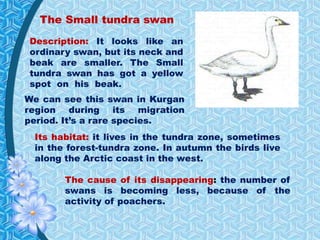 The Small tundra swan
Description: It looks like an
ordinary swan, but its neck and
beak are smaller. The Small
tundra swan has got a yellow
spot on his beak.
We can see this swan in Kurgan
region during its migration
period. It’s a rare species.
Its habitat: it lives in the tundra zone, sometimes
in the forest-tundra zone. In autumn the birds live
along the Arctic coast in the west.
The cause of its disappearing: the number of
swans is becoming less, because of the
activity of poachers.
 