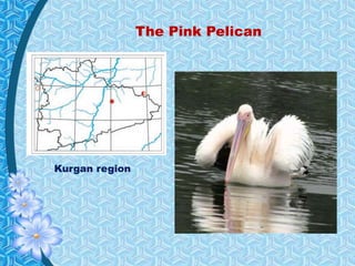The Pink Pelican
Kurgan region
 