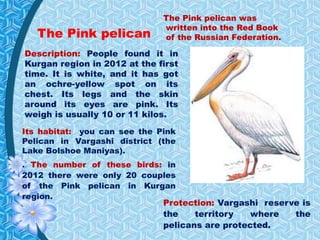 The Pink pelican
Description: People found it in
Kurgan region in 2012 at the first
time. It is white, and it has got
an ochre-yellow spot on its
chest. Its legs and the skin
around its eyes are pink. Its
weigh is usually 10 or 11 kilos.
Its habitat: you can see the Pink
Pelican in Vargashi district (the
Lake Bolshoe Maniyas).
. The number of these birds: in
2012 there were only 20 couples
of the Pink pelican in Kurgan
region.
Protection: Vargashi reserve is
the territory where the
pelicans are protected.
The Pink pelican was
written into the Red Book
of the Russian Federation.
 