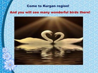 Come to Kurgan region!
And you will see many wonderful birds there!
 