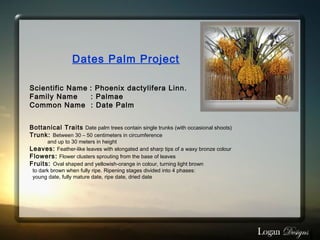 Dates Palm Project
Scientific Name : Phoenix dactylifera Linn.
Family Name     : Palmae
Common Name  : Date Palm
Bottanical Traits Date palm trees contain single trunks (with occasional shoots)
Trunk: Between 30 – 50 centimeters in circumference
  and up to 30 meters in height
Leaves: Feather-like leaves with elongated and sharp tips of a waxy bronze colour
Flowers: Flower clusters sprouting from the base of leaves
Fruits: Oval shaped and yellowish-orange in colour, turning light brown
  to dark brown when fully ripe. Ripening stages divided into 4 phases:
  young date, fully mature date, ripe date, dried date
 