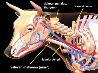 TM
Halal Industry Development Corporation (HDC)
5.02, Level 5,
KPMG Tower, First Avenue, Persiaran Bandar Utama,
47800 Petaling Jaya, Selangor Darul Ehsan,
Malaysia.
Tel : +603 - 7965 5555
Fax : +603 - 7965 5500
Hotline : 1800 - 880 - 555 (within Malaysia)
+603 7965 5400 (outside Malaysia)
www.hdcglobal.com
TM
Saluran makanan (mari’)
Karotid vena
Saluran penafasan
(halqum)
Jugular Arteri
 