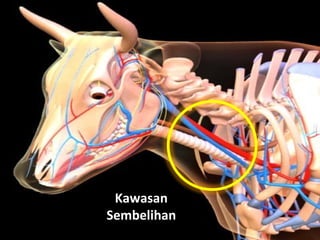 TM
Halal Industry Development Corporation (HDC)
5.02, Level 5,
KPMG Tower, First Avenue, Persiaran Bandar Utama,
47800 Petaling Jaya, Selangor Darul Ehsan,
Malaysia.
Tel : +603 - 7965 5555
Fax : +603 - 7965 5500
Hotline : 1800 - 880 - 555 (within Malaysia)
+603 7965 5400 (outside Malaysia)
www.hdcglobal.com
TM
Kawasan
Sembelihan
 