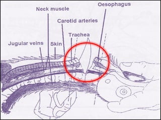 TM
Halal Industry Development Corporation (HDC)
5.02, Level 5,
KPMG Tower, First Avenue, Persiaran Bandar Utama,
47800 Petaling Jaya, Selangor Darul Ehsan,
Malaysia.
Tel : +603 - 7965 5555
Fax : +603 - 7965 5500
Hotline : 1800 - 880 - 555 (within Malaysia)
+603 7965 5400 (outside Malaysia)
www.hdcglobal.com
TM
30
 