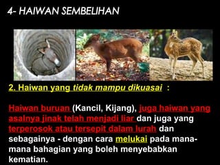 2. Haiwan yang tidak mampu dikuasai :
Haiwan buruan (Kancil, Kijang), juga haiwan yang
asalnya jinak telah menjadi liar dan juga yang
terperosok atau tersepit dalam lurah dan
sebagainya - dengan cara melukai pada mana-
mana bahagian yang boleh menyebabkan
kematian.
 
