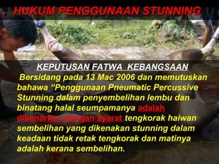 HUKUM PENGGUNAAN STUNNINGHUKUM PENGGUNAAN STUNNING
KEPUTUSAN FATWA KEBANGSAAN
Bersidang pada 13 Mac 2006 dan memutuskan
bahawa “Penggunaan Pneumatic Percussive
Stunning dalam penyembelihan lembu dan
binatang halal seumpamanya adalah
dibenarkan dengan syarat tengkorak haiwan
sembelihan yang dikenakan stunning dalam
keadaan tidak retak tengkorak dan matinya
adalah kerana sembelihan.
 