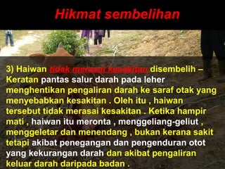 Hikmat sembelihanHikmat sembelihan
3) Haiwan tidak merasai kesakitan disembelih –
Keratan pantas salur darah pada leher
menghentikan pengaliran darah ke saraf otak yang
menyebabkan kesakitan . Oleh itu , haiwan
tersebut tidak merasai kesakitan . Ketika hampir
mati , haiwan itu meronta , menggeliang-geliut ,
menggeletar dan menendang , bukan kerana sakit
tetapi akibat penegangan dan pengenduran otot
yang kekurangan darah dan akibat pengaliran
keluar darah daripada badan .
 