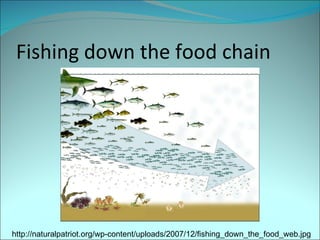 Fishing down the food chain  http://naturalpatriot.org/wp-content/uploads/2007/12/fishing_down_the_food_web.jpg 