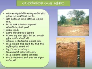 • ෗මය ෗සා෗ලාඩයිසතඩ් ෗සා෗ලා෗නට්සත (SS)
පරිධාන පසත කා්ඩඩයට අය්‍තය
• භූය කැටීනා෗ේ පහ්‍ත නිඹන෗යත ද්නට
ඇ්‍.
• DL 1b කූෂි පාරිසරික කළාප෗යත
෗බ෗හවිනත ද්නට ලැ෗ේ
• ගැඹුරු පසකි.
• දුර්වල ජලවහන෗යනත යු්්‍ය
• වර්ණය ්‍ද කහ දුඹුරු සිට අෆ පැහැ්‍ි
දුඹුරු ද්වා ෗වනසත ෗ේ.
• සම්‍ලා භූ විෂම්‍ාව් ද්නට ඇ්‍.
• පාංශු වයනය වැලි ෗ලෝය සිට වැළි මැටි
෗ලෝය ද්වා ෗වනසත ෗ේ.
• Mg, Ca සහ Na අඩංගුය.
• Na ෗හත්‍ු෗වනත ලවන්‍ාවය ඇ්‍
• පාංශු ෗්‍්‍මන ්‍්‍තවය යහප්‍තය.
• වාරි වී ෗ගාවි්‍ැන ෗හෝ ්‍ණ බඹ සඳහා
භාවි්‍ා෗ේ.
නවග්‍ත෗්‍තගම පාංශු ෗ශරිතණිය
 