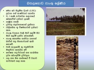 • ෗මය අව හියුයක දියෆ (LHG)
පරිධාන පසත කා්ඩඩයට අය්‍තය
• IL 1 කූෂි පාරිසරික කළාප෗යත
෗බ෗හවිනත ද්නට ලැ෗ේ
• ගැඹුරු පසකි
• දුර්වල ජලවහන෗යනත යු්්‍ය
• රැළිසහි්‍ භූ විෂම්‍ාව් ද්නට
ඇ්‍.
• පාංශු වයනය වැළි මැටි ෗ලෝය සිට
මැටි ෗ලෝය ද්වා ෗වනසත෗ේ.
• පාංශු ෗්‍්‍මන ්‍්‍තවය යහප්‍ත
බැවිනත ජල හිග්‍ාවය් ඇ්‍ි
෗නා෗ේ.
• වැසි කාල෗යතදී භූ ජලමට්ටම
ම්‍ුපිටට ආසනතන ෗ේ
• ෗පෝෂක පදාර්ථයනත සහ කාබනික
ද්‍රවය අඩංගුවීම දුර්වලය.
• යල සහ මහ කනතන෗යත වී වගාව
සාර්ථකව කළ හැක
බ්‍ල෗ගාඩ පාංශු ෗ශරිතණිය
 
