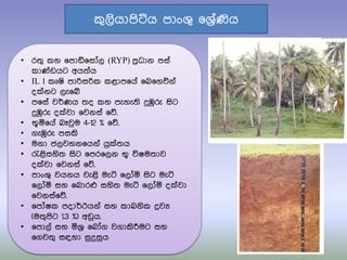 • ර්‍ු කහ ෗පාඩ්෗සෝල (RYP) පරිධාන පසත
කා්ඩඩයට අය්‍තය
• IL 1 කූෂි පාරිසරික කළාප෗යත ෗බ෗හවිනත
ද්නට ලැ෗ේ
• ප෗සත වර්ණය ්‍ද කහ පැහැ්‍ි දුඹුරු සිට
දුඹුරු ද්වා ෗වනසත ෗ේ.
• භූය෗යත බෑවුම 4-12 % ෗ේ.
• ගැඹුරු පසකි
• මනා ජලවහන෗යනත යු්්‍ය
• රැළිසහි්‍ සිට ෗පර෗ලන භූ විෂම්‍ාව
ද්වා ෗වනසත ෗ේ.
• පාංශු වයනය වැළි මැටි ෗ලෝය සිට මැටි
෗ලෝය සහ ෗බාරෆ සහි්‍ මැටි ෗ලෝය ද්වා
෗වනසත෗ේ.
• ෗පෝෂක පදාර්ථයනත සහ කාබනික ද්‍රවය
(ම්‍ුපිට 1.3 %) අඩුය.
• ෗පාලත සහ යශරි ෗බෝග වගාකිරීමට සහ
෗ගව්‍ු සඳහා සුදුසුය
කුලියාපිටිය පාංශු ෗ශරිතණිය
 
