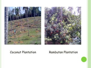 Banana CultivationRubber Plantation<br />