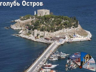 1 голубь Остров 