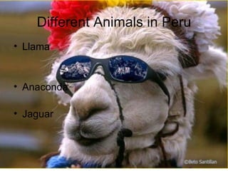 Different Animals in Peru Llama Anaconda Jaguar 