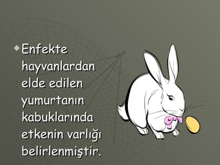 Enfekte hayvanlardan elde edilen yumurtanın kabuklarında etkenin varlığı belirlenmiştir. 