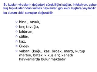 Su kuşları virusların doğadaki sürekliliğini sağlar. İnfeksiyon, yabanıl kuş topluluklarından kümes hayvanları gibi evcil kuşlara yayılabilir ve bu durum ciddi sonuçlar doğurabilir.   hindi, tavuk,  beç tavuğu,  bıldırcın,  sülün,  kaz,  Ördek yabani (kuğu, kaz, ördek, martı, kutup martısı, bataklık kuşları) kanatlı hayvanlarda bulunmaktadır  
